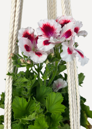 Cream Outdoor Plant Hanger handmade from 100% cotton and treated with eco-friendly waterproof spray, shown here with a Pelargonium