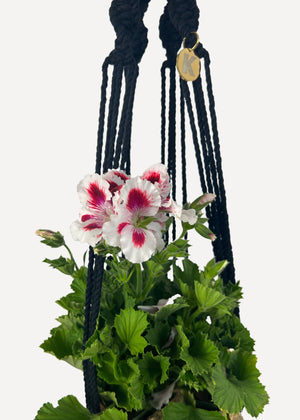 Black Outdoor Plant Hanger handmade from 100% cotton and treated with eco-friendly waterproof spray, shown here with a Pelargonium