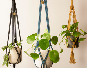 Modern, eco friendly set of 3 macramé Plant Hangers in Charcoal Black, Block knot style in maxi length (c95cm) and Peacock Blue, Block knot style in maxi length (c.95cm) and Mustard in Twisted knot style midi length (c75cm). Handmade from 100% recycled cotton, with free brass hanging hooks and beautiful eco-friendly gift box. Perfect gift for plant lovers.