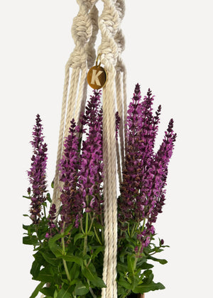 Cream Outdoor Plant Hanger handmade from 100% cotton and treated with eco-friendly waterproof spray, shown here with a Salvia