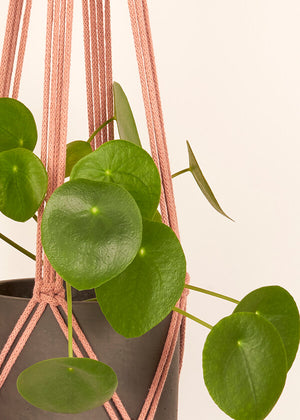 Close up of Plaster Pink macramé Plant Hanger, handmade from 100% recycled cotton
